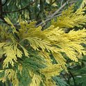 Calocedrus decurrens 'Aureovariegata' rameau